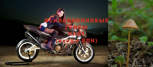 apvp Алзамай